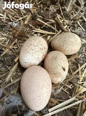 Pulyka pár eladó