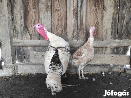 Pulyka pár eladó