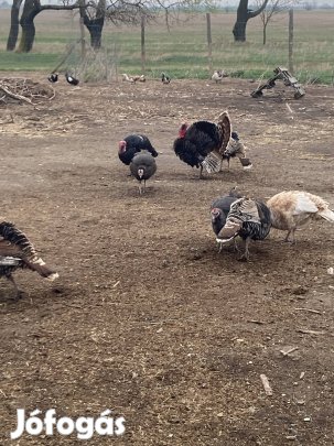 Pulyka tojás eladó