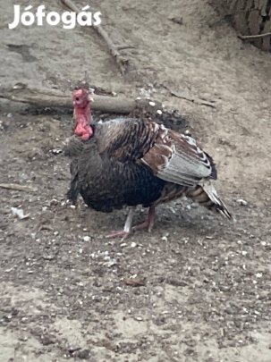 Pulyka tojás eladó