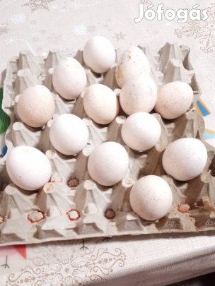 Pulyka tojás eladó