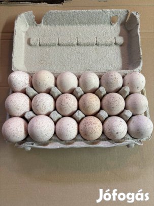 Pulyka tojás eladó!