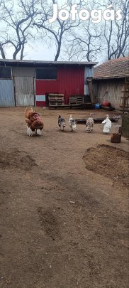 Pulyka tojás eladó.