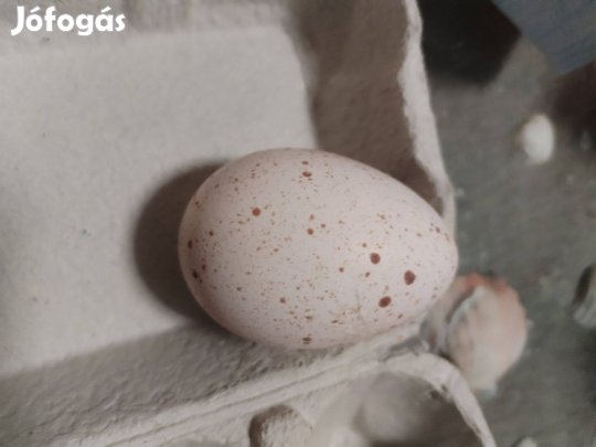Pulyka tojás keltetésre is alkalmas
