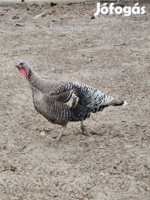 Pulyka tojó csere kacsa