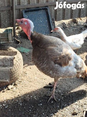 Pulyka van eladó,!