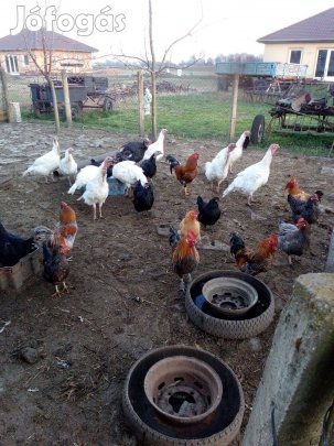 Pulykák, nyulak, tojótyúkok, kakasok