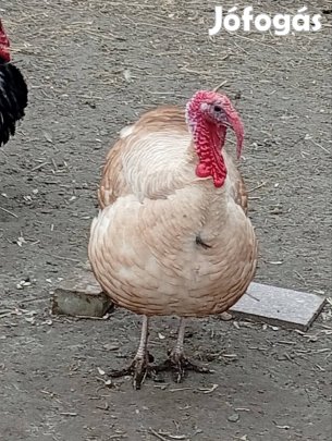 Pulykák eladók Kisteleken