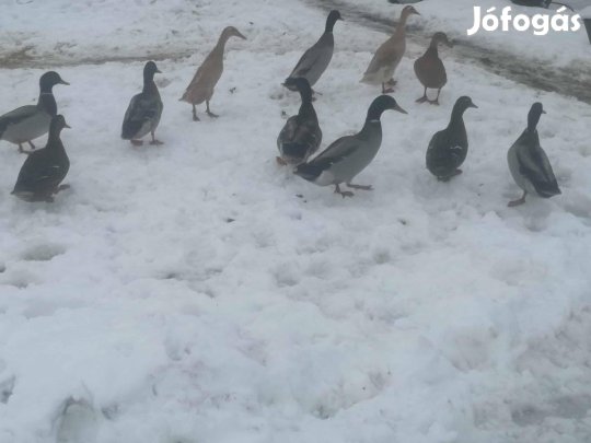 Pulykák,kacsák,kakasok eladók 