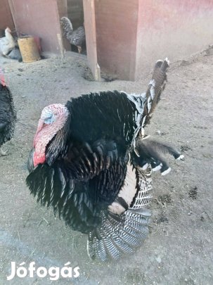 Pulykakas 10 hónapos eladó