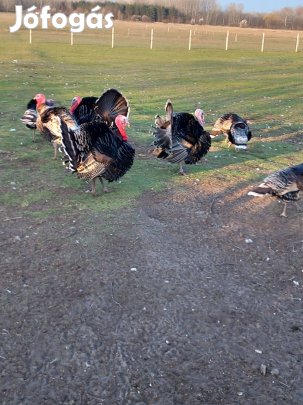 Pulykatojás eladó