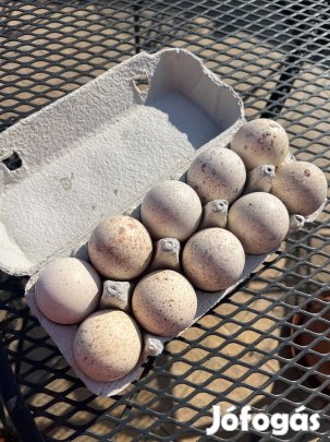 Pulykatojás eladó 500Ft/db