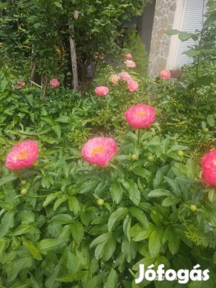 Pünkösdi rózsa 