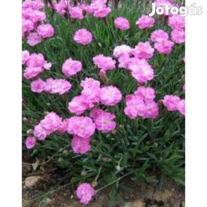 Pünkösdi szegfű Dianthus gratianopolitanus