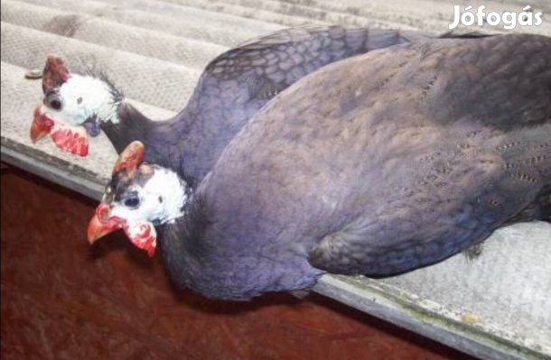 Püspöklila gyöngyik eladók 