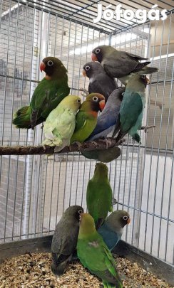 Pyrrhura Emma, Nigrigenis papagájok eladók