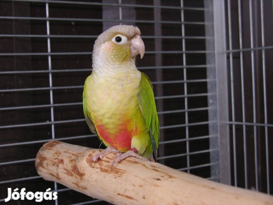 Pyrrhura Molinae Papagáj, Papagájok