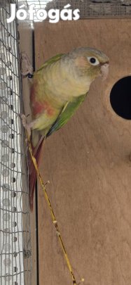 Pyrrhura molinea - tűzfarkú papagáj