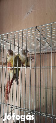 Pyrrhura molinea papagáj