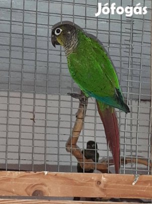 Pyrrhura papagáj eladó