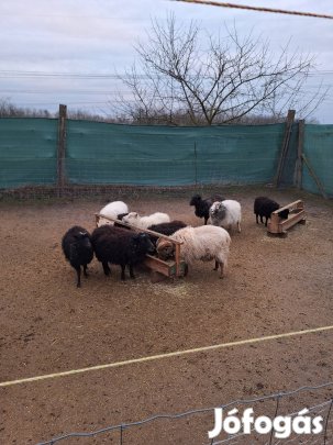 Quessant törpe birkák eladók