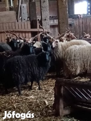 Racka állomány eladó