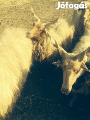 Racka bárány Ürü