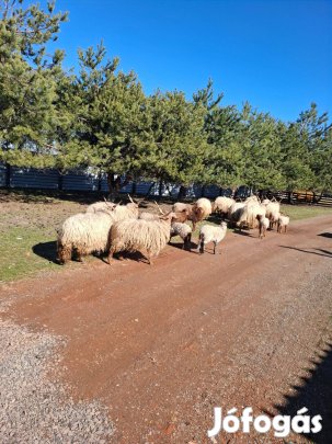 Racka bárány !