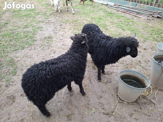 Racka bárányok eladók