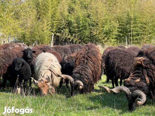 Racka juh - bárány - birka - juhok - jerke - kos - fűnyíró