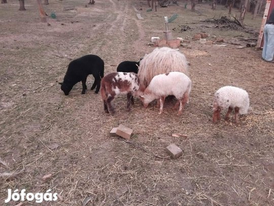 Racka juh és báránya együtt eladóak