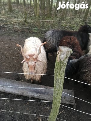 Racka juhok bárányokkal és bakok