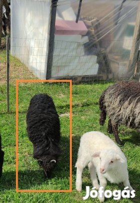 Racka kos bárány (birka)