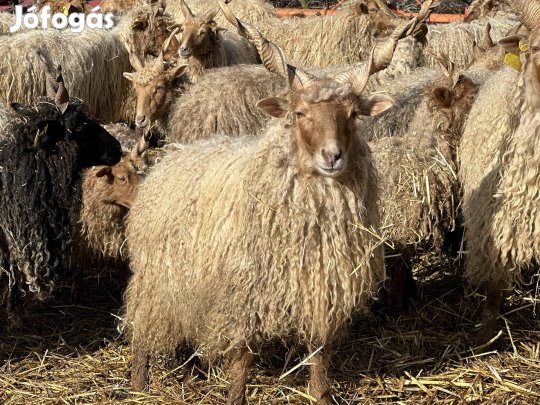 Racka kos költözne