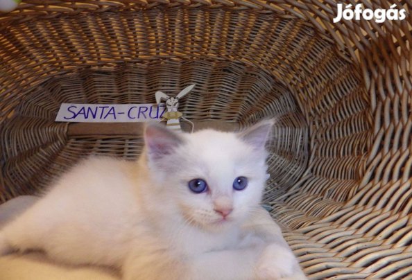 Ragdoll Boy! +++Blue Bicolor