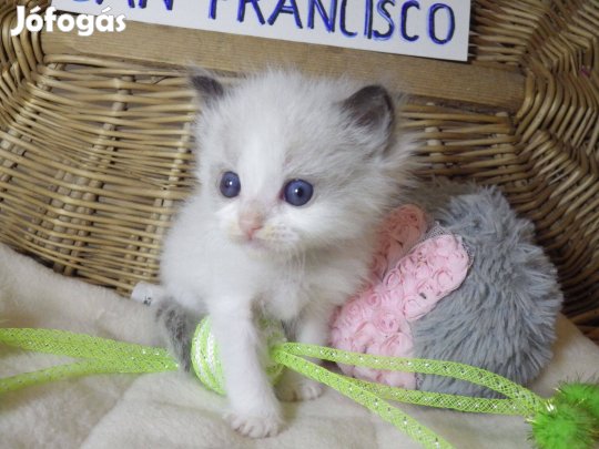 Ragdoll Boy! +++Seal Bicolor