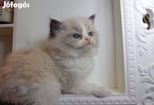 Ragdoll Seal Bicolor lány! "Radley" Egy gyönyörűség!