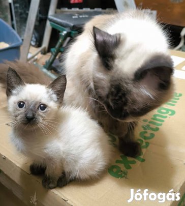 Ragdoll kandúr fajtatiszta jellegű