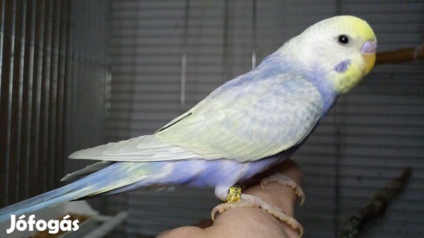 Rainbow hullámos papagáj