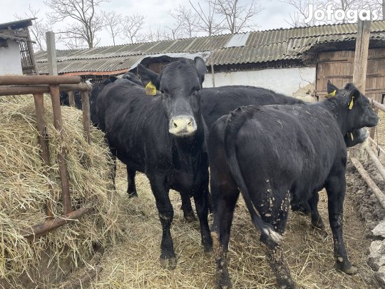 Rakatni való üsző