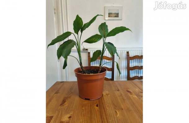 Rákvirág 58 cm-es dupla példány