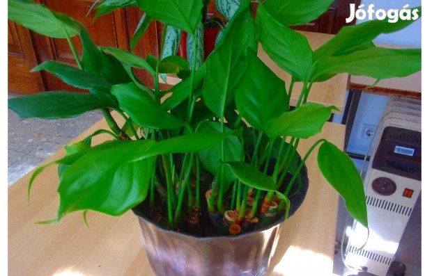 Rákvirág Aglaonema gyökeres Újpest központ közelében átvehető
