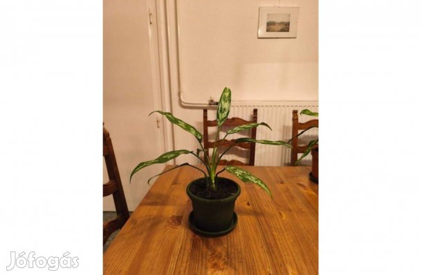 Rákvirág - közepes méretű példányok