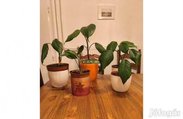 Rákvirág - közepes méretű példányok