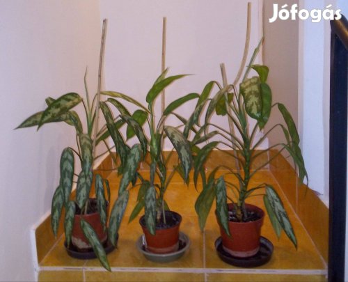 Rákvirág, légtisztító szobanövény