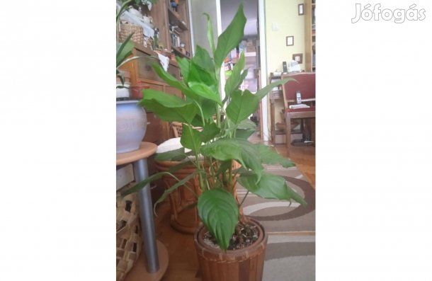 Rákvirág, nagy méret