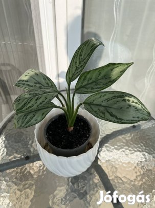 Rákvirág levél dísznövény