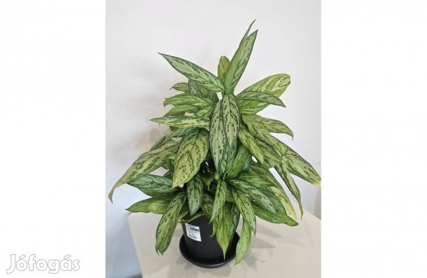 Rákvirág magasság kb. 60 cm cserépátmérő 19 cm