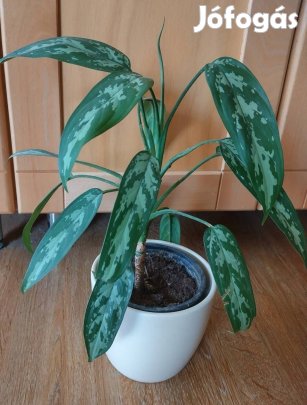 Rákvirág szobanövény