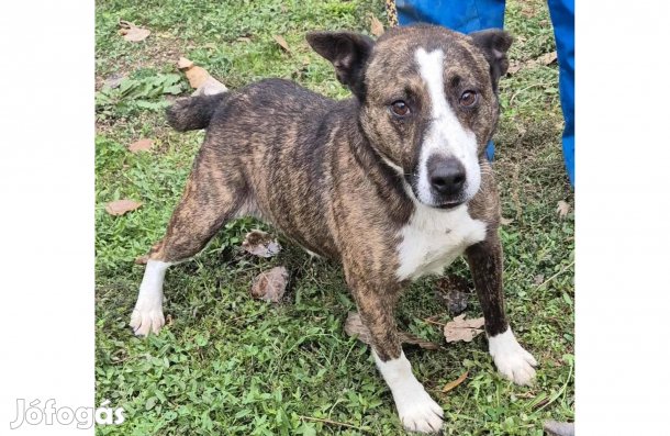 Ramiz, 3 éves kis közepes keverék fiő örökbe fogadható